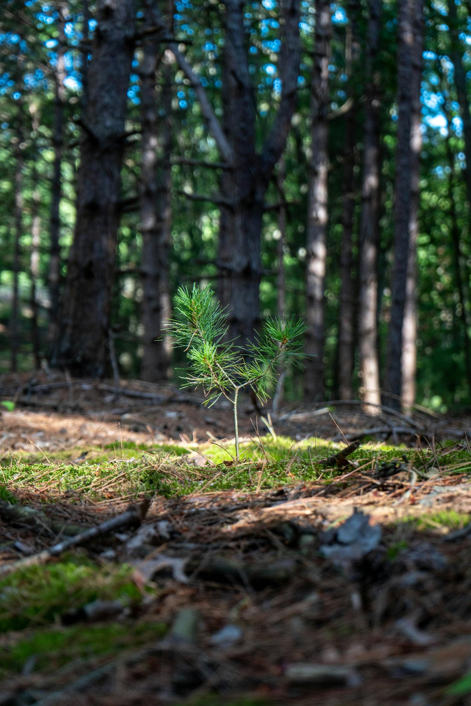 Kvalitātes kontrole